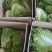 夏阳白菜净菜2~3斤，早期，中期，后期，供应充足。