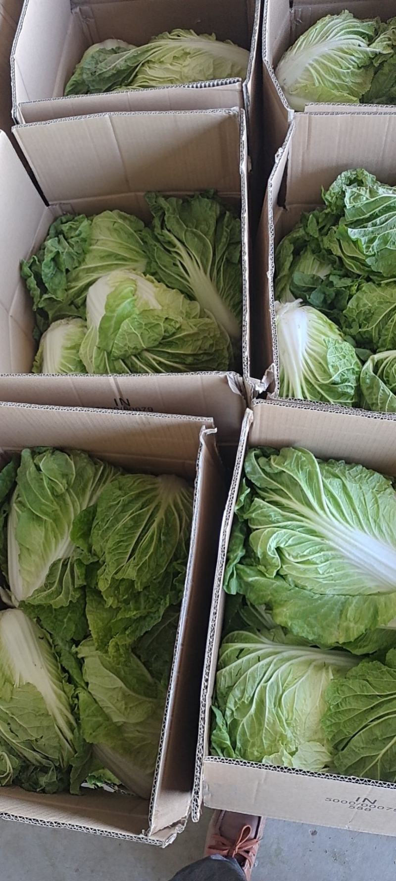 夏阳白菜净菜2~3斤，早期，中期，后期，供应充足。