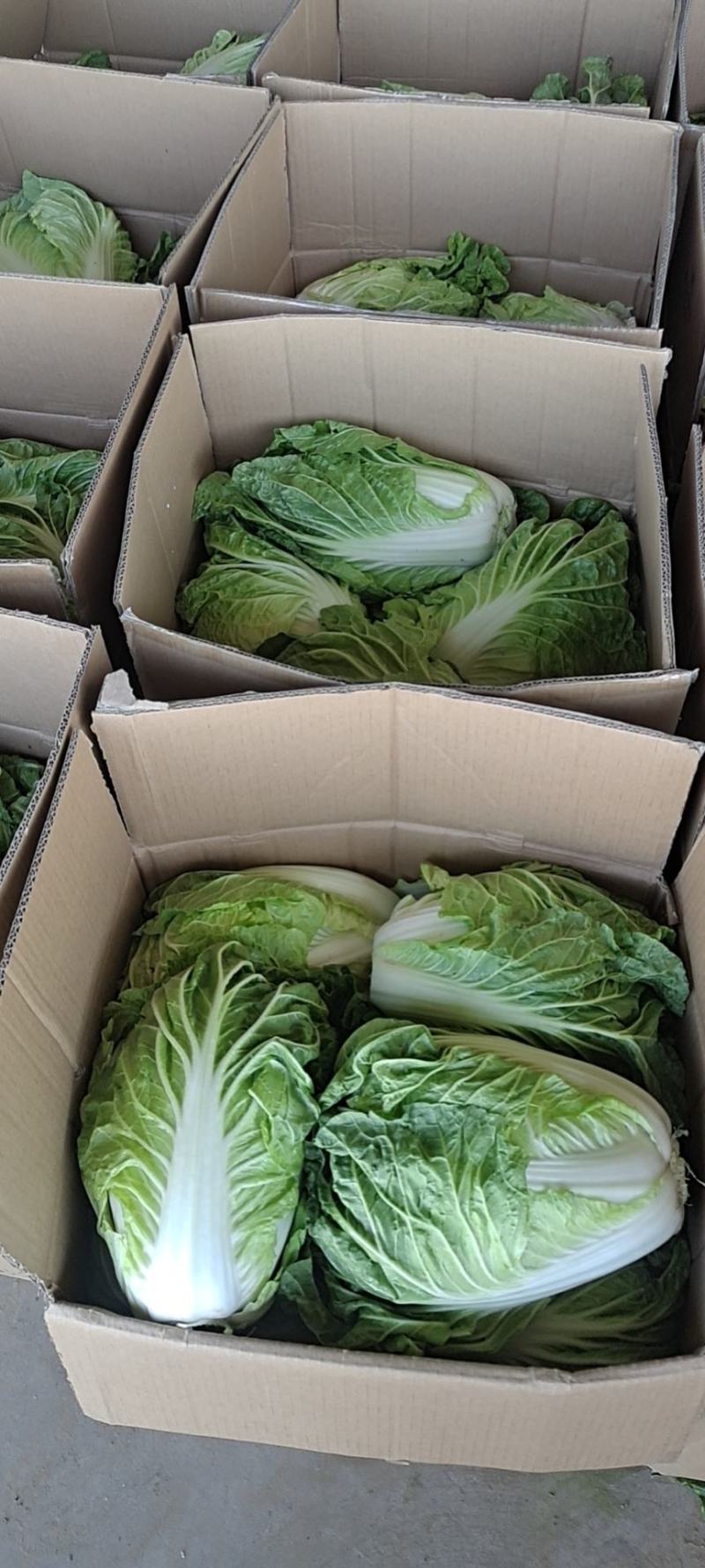 夏阳白菜净菜2~3斤，早期，中期，后期，供应充足。