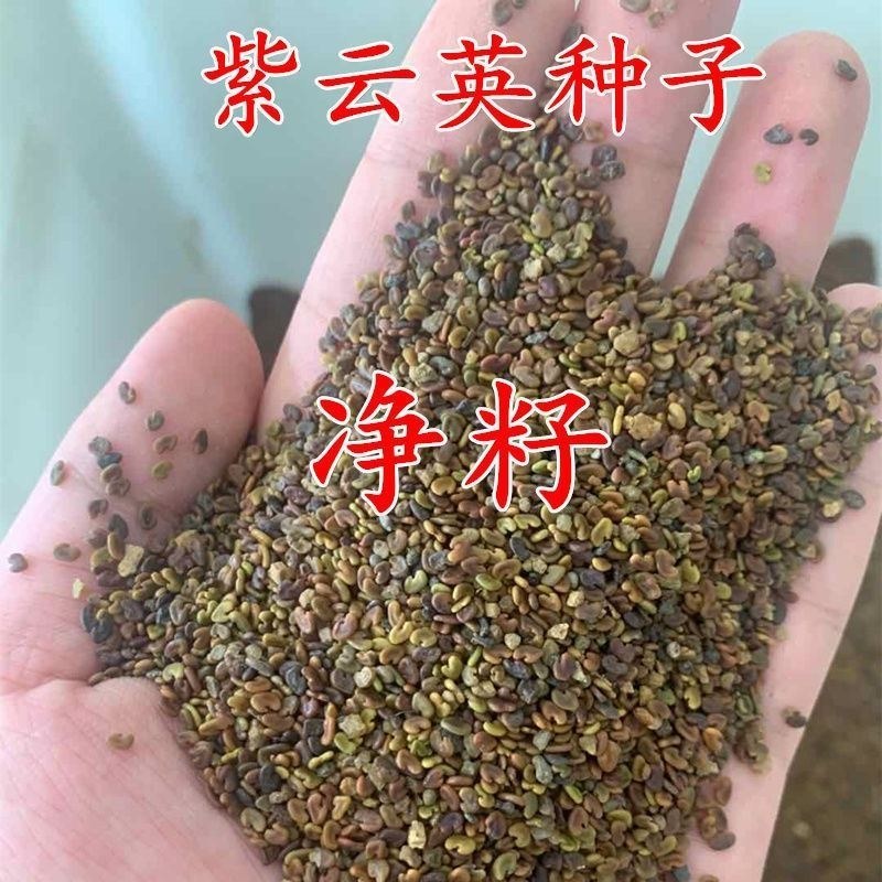 紫云英种子牧草种籽养蜂蜜源红花草籽净籽果园绿肥园林花