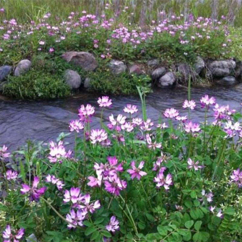 紫云英种子牧草种籽养蜂蜜源红花草籽净籽果园绿肥园林花