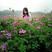 紫云英种子牧草种籽养蜂蜜源红花草籽净籽果园绿肥园林花