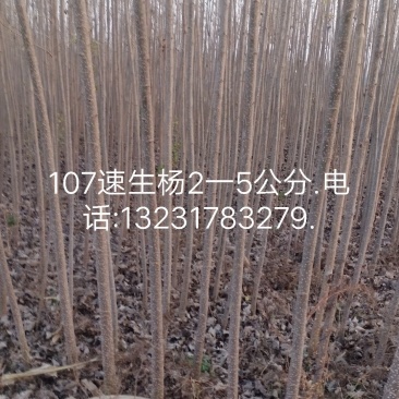 107速生杨1.5一6公分.毛桃苗1一5公分.