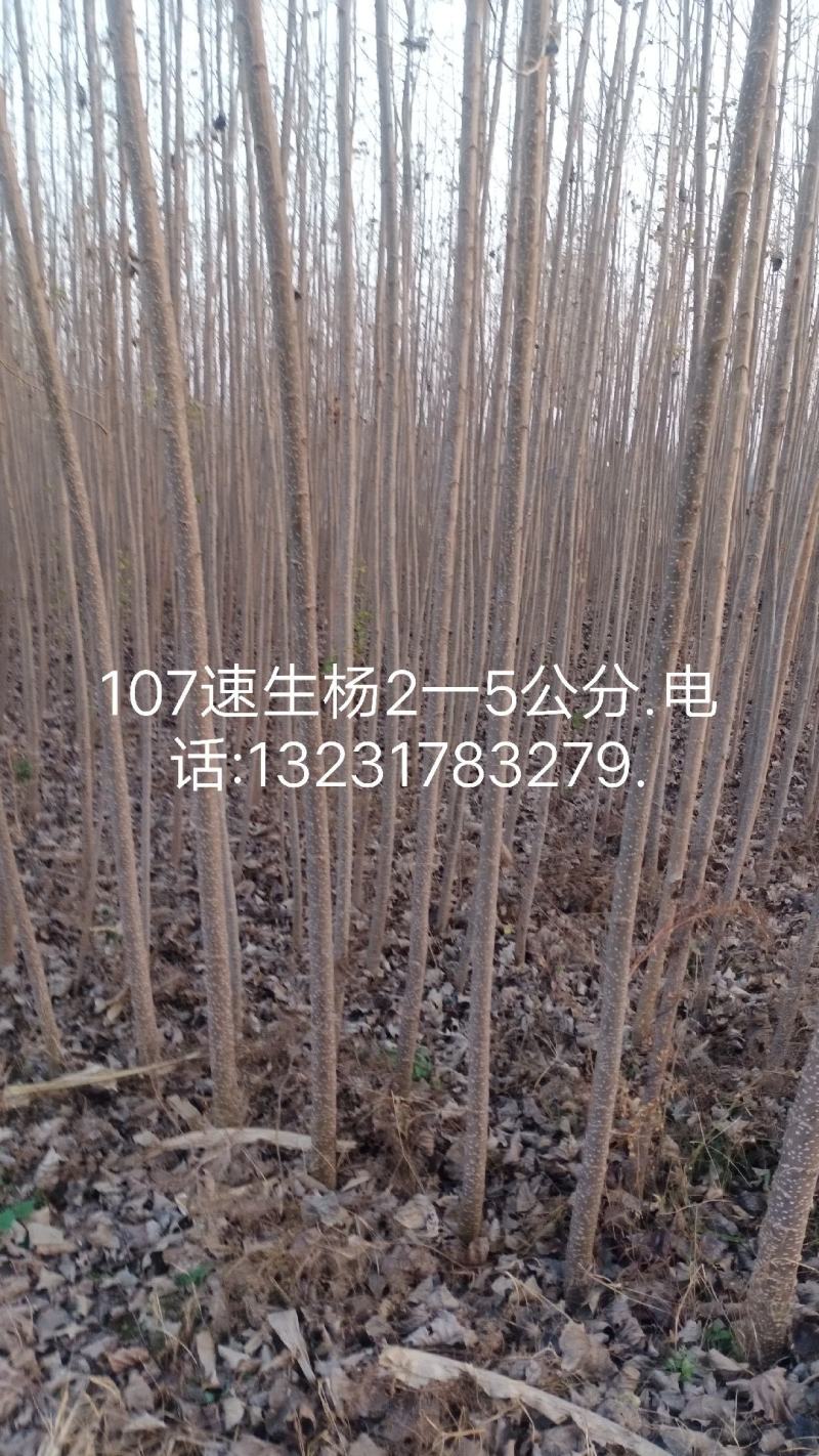 107速生杨1.5一6公分.毛桃苗1一5公分.
