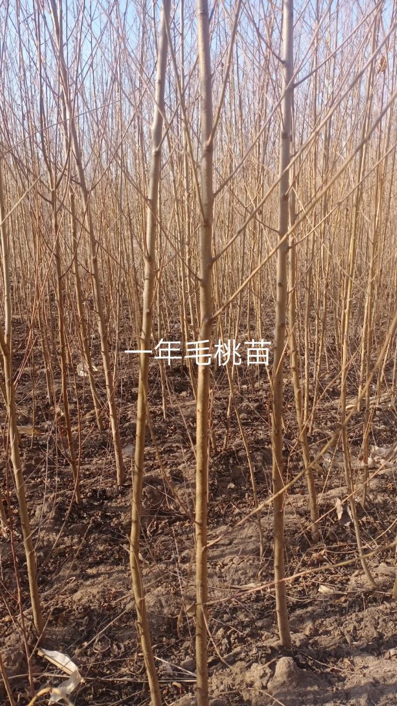 107速生杨1.5一6公分.毛桃苗1一5公分.