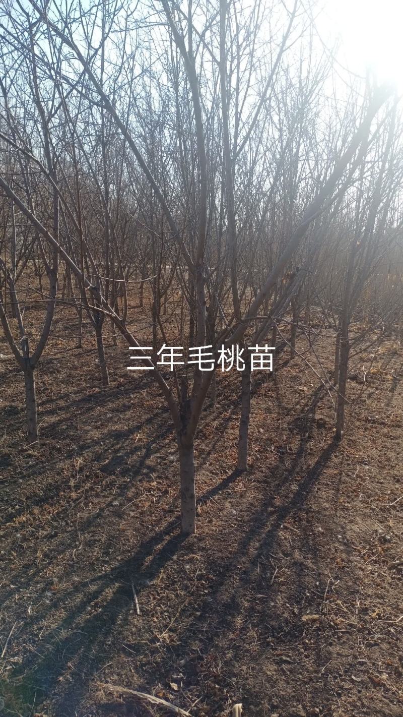 107速生杨1.5一6公分.毛桃苗1一5公分.