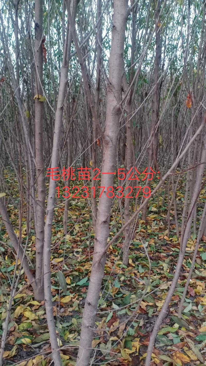 107速生杨1.5一6公分.毛桃苗1一5公分.