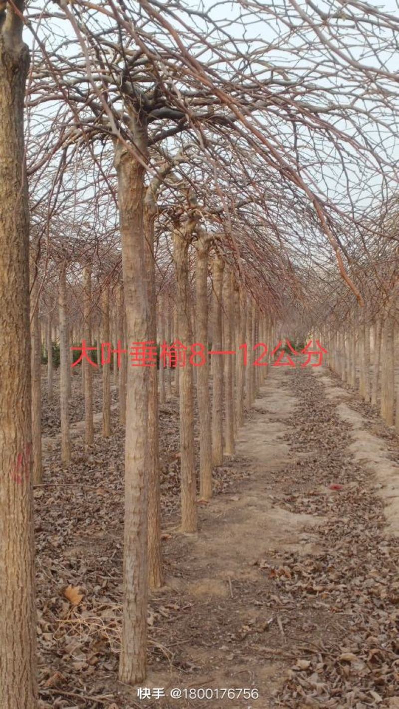 107速生杨1.5一6公分.毛桃苗1一5公分.