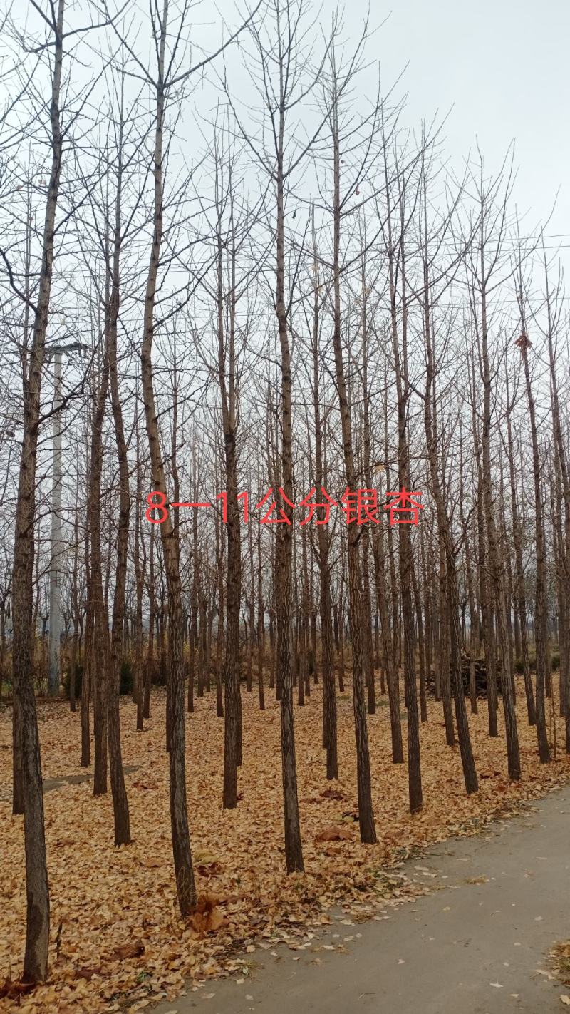 107速生杨1.5一6公分.毛桃苗1一5公分.
