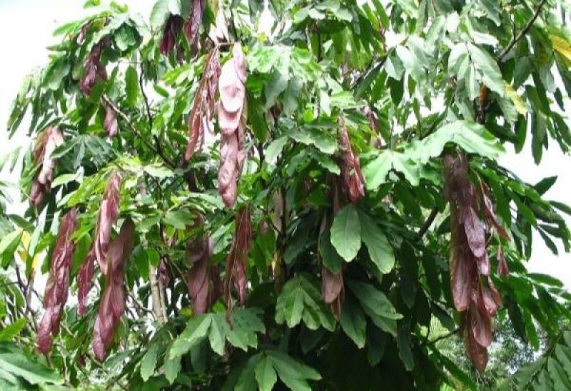 无忧树种子火焰花姿罗树无忧花佛诞树当年新种林木种子