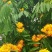 无忧树种子火焰花姿罗树无忧花佛诞树当年新种林木种子