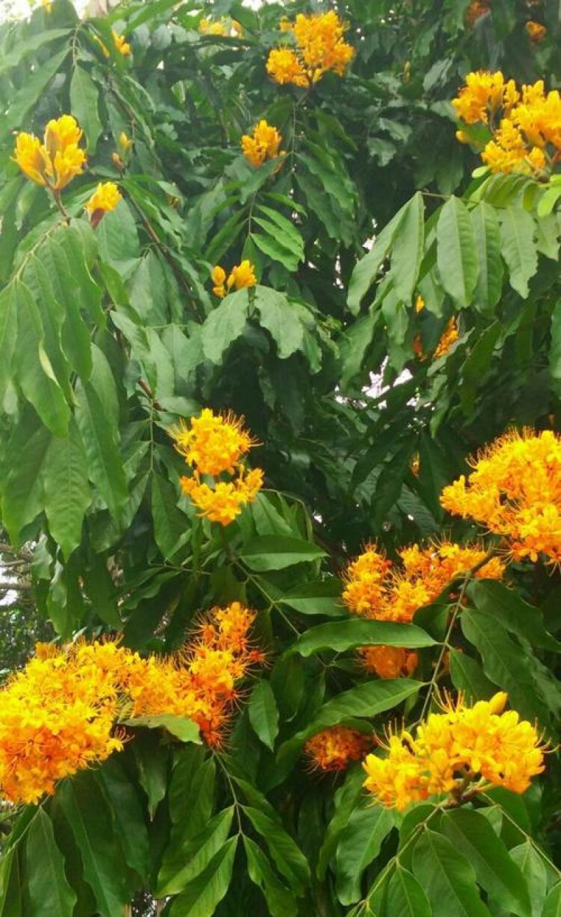 无忧树种子火焰花姿罗树无忧花佛诞树当年新种林木种子