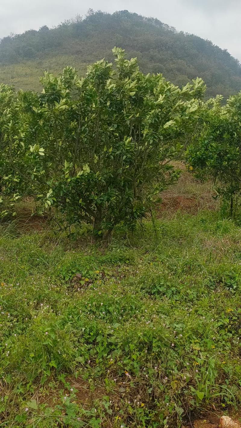 郴州胡柚子树，广东柚子树，福建断柚子树广东沙田柚容器苗，