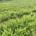 重庆巴南赚宝苗圃肾蕨大量现货供应价格美丽质量好服务好