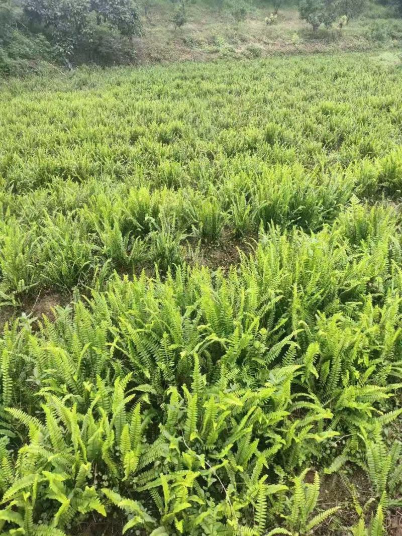 重庆巴南赚宝苗圃肾蕨大量现货供应价格美丽质量好服务好