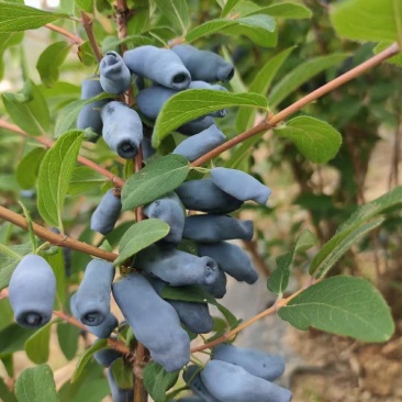 蓝靛果苗，山茄子苗，口感甜适合种植保证品种