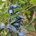 蓝靛果苗，山茄子苗，口感甜适合种植保证品种