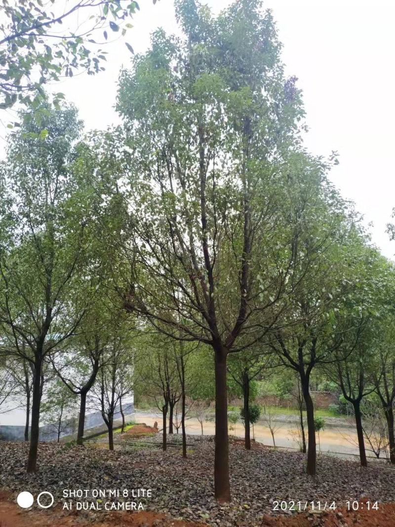 10--15全冠香樟