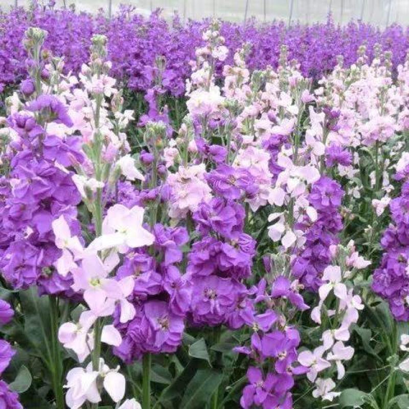 紫罗兰种子花种子园林绿化盆栽四季种易种易活草花卉种子