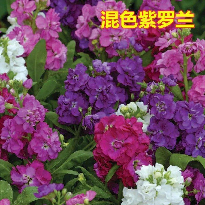 紫罗兰种子花种子园林绿化盆栽四季种易种易活草花卉种子