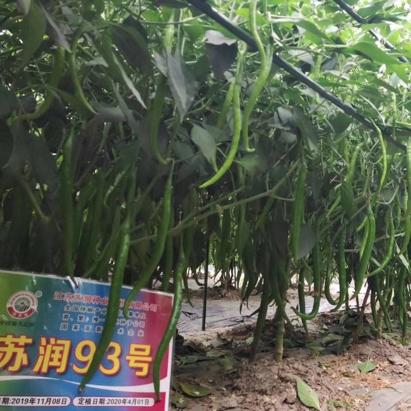【青红两用】苏润93号线椒种子加长型深绿皮黑线辣椒种子
