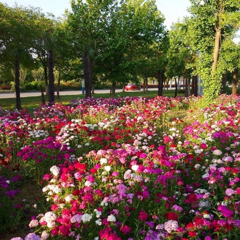 欧石竹花种花卉庭院五彩石竹种子草坪常夏石竹花籽美国石竹花