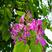 羊蹄甲种子红花羊蹄甲种子羊蹄甲树苗树种别名洋紫荆