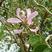 羊蹄甲种子红花羊蹄甲种子羊蹄甲树苗树种别名洋紫荆