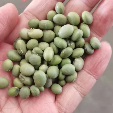 双青豆，炒货，泡菜青仁青皮大粒青豆五谷杂粮袋装50kg