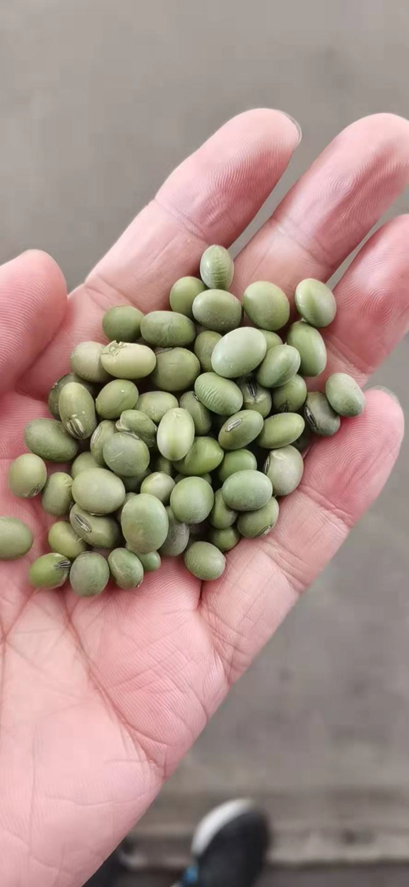 双青豆，炒货，泡菜青仁青皮大粒青豆五谷杂粮袋装50kg