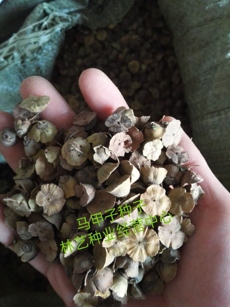 马甲子种子马甲子树种籽