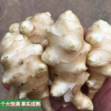 鲜洋姜洋姜鬼子姜洋姜蛋洋生姜洋姜洋芋头甜