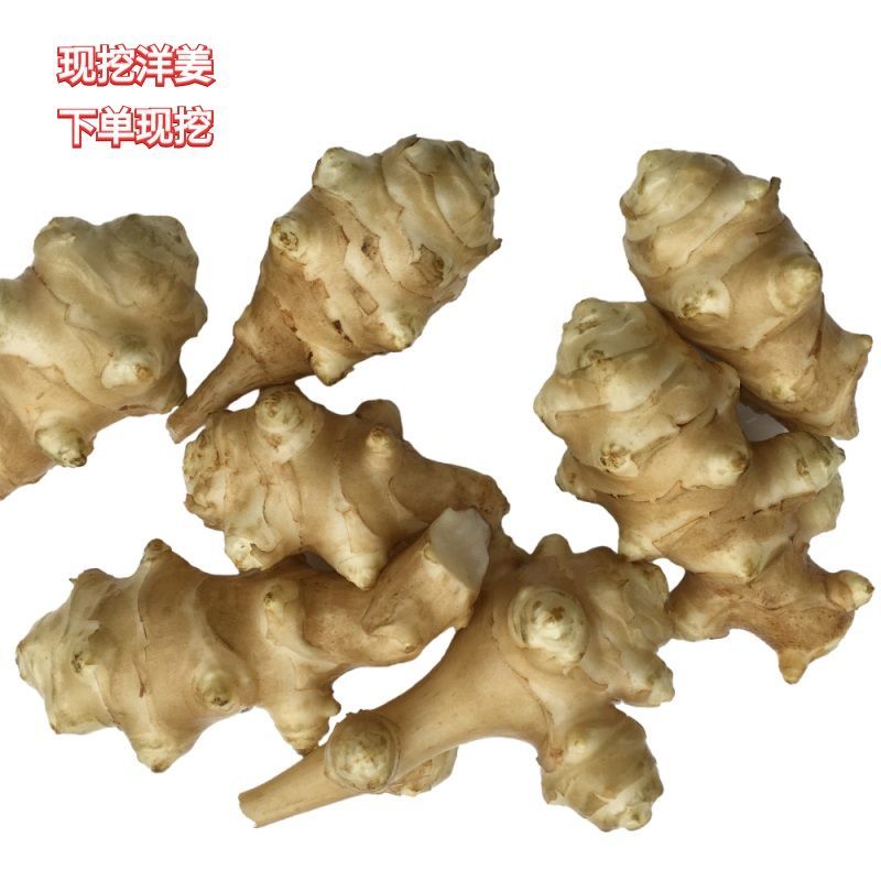鲜洋姜洋姜鬼子姜洋姜蛋洋生姜洋姜洋芋头甜