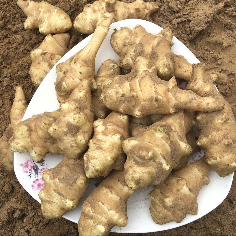 鲜洋姜洋姜鬼子姜洋姜蛋洋生姜洋姜洋芋头甜