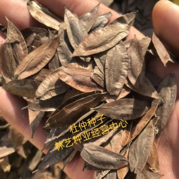 新采杜仲种子杜仲树种子杜仲树籽种子中药材种子发芽率好