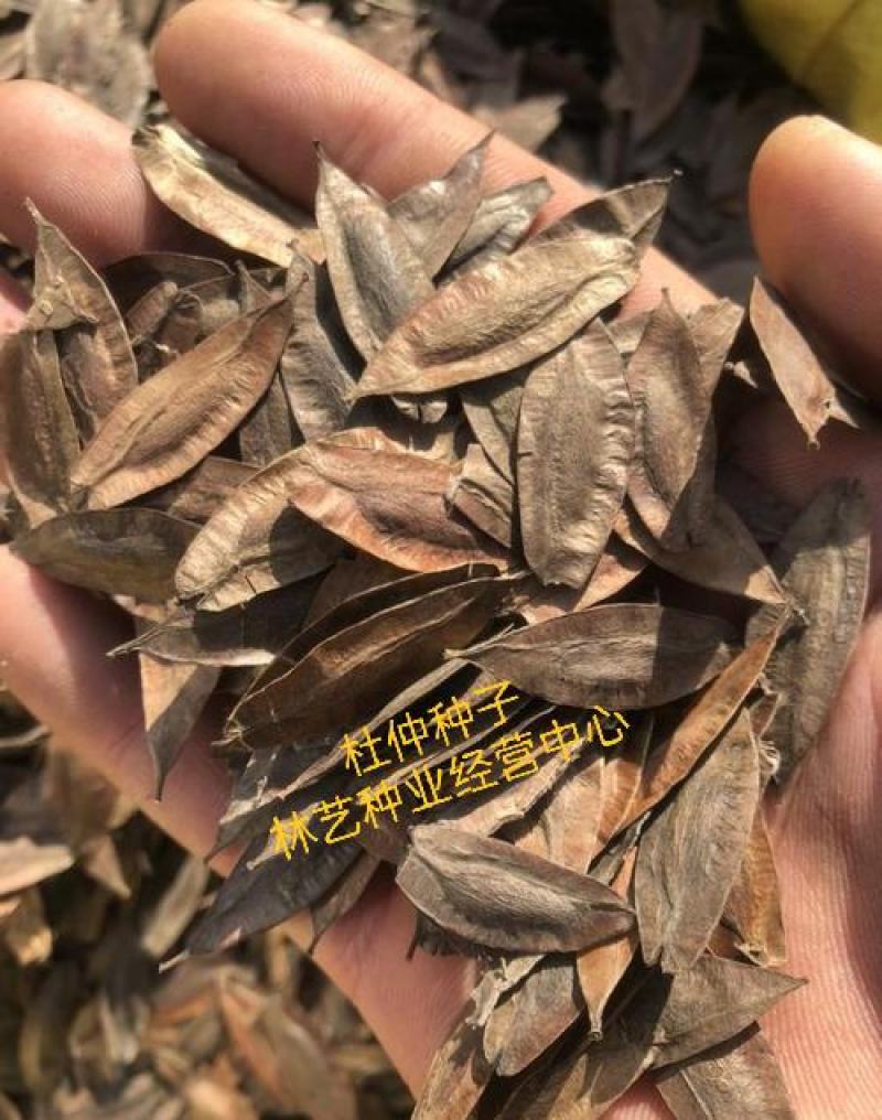 新采杜仲种子杜仲树种子杜仲树籽种子中药材种子发芽率好
