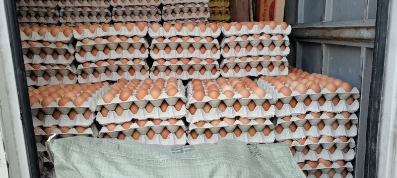 富平自家蛋鸡养殖厂直供无中间商新鲜健康绿食品（