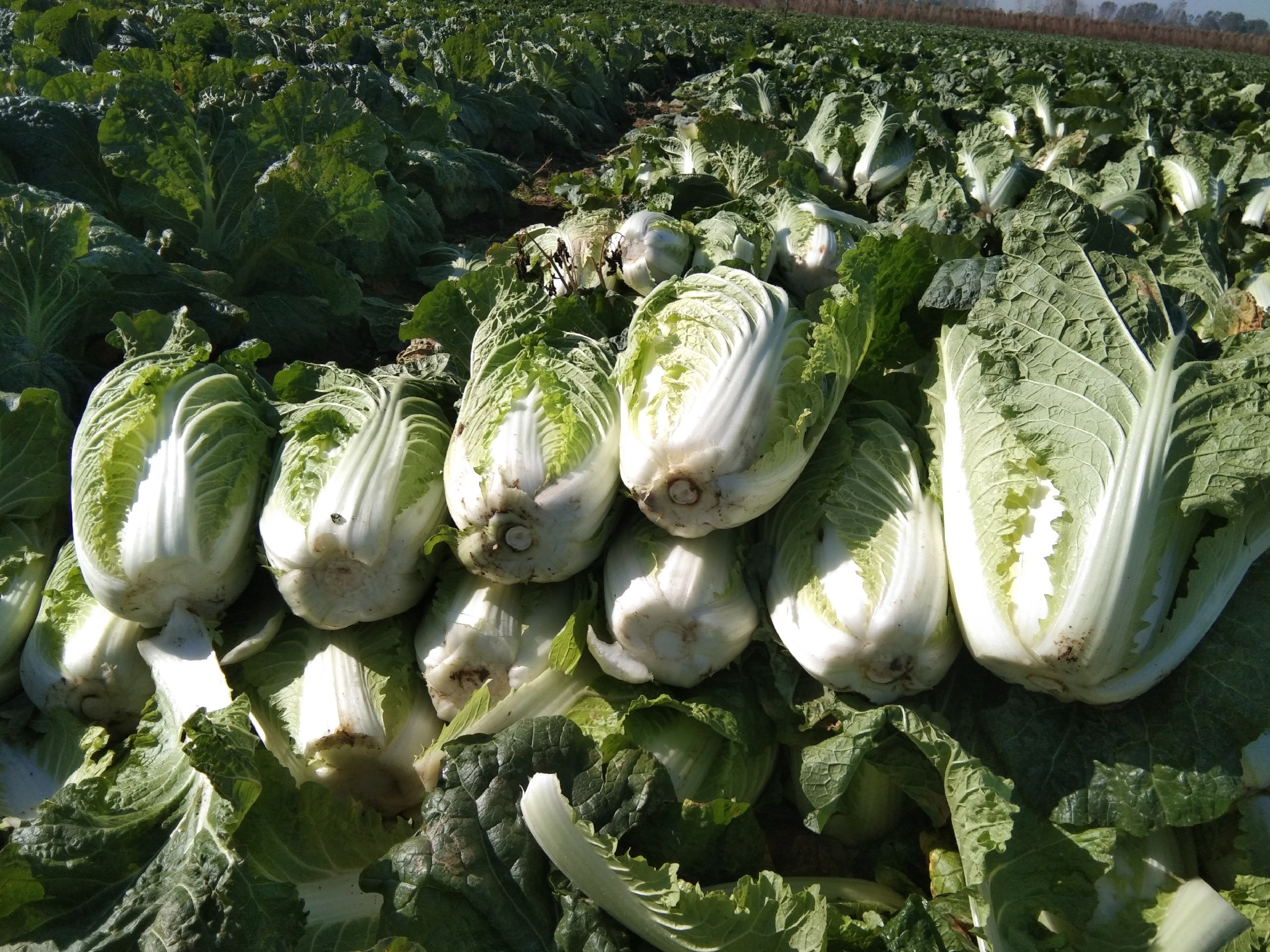 蒸锅中的娃娃菜正在蒸制