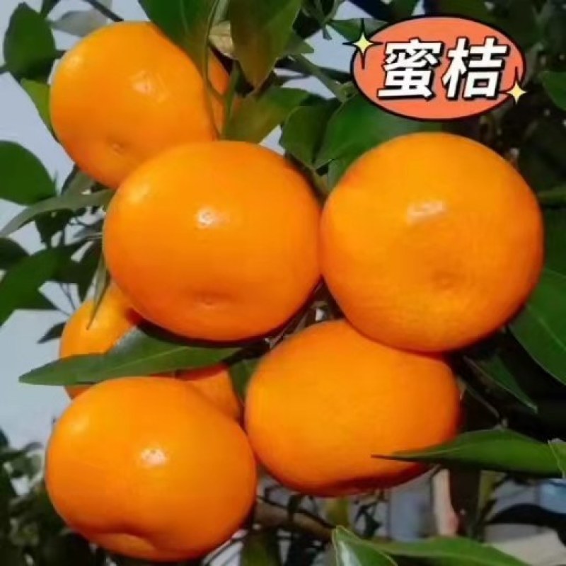 湖北特早蜜橘等你来品尝皮薄汁多口感好等你来品
