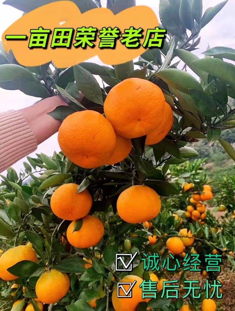 湖北特早蜜橘等你来品尝皮薄汁多口感好等你来品