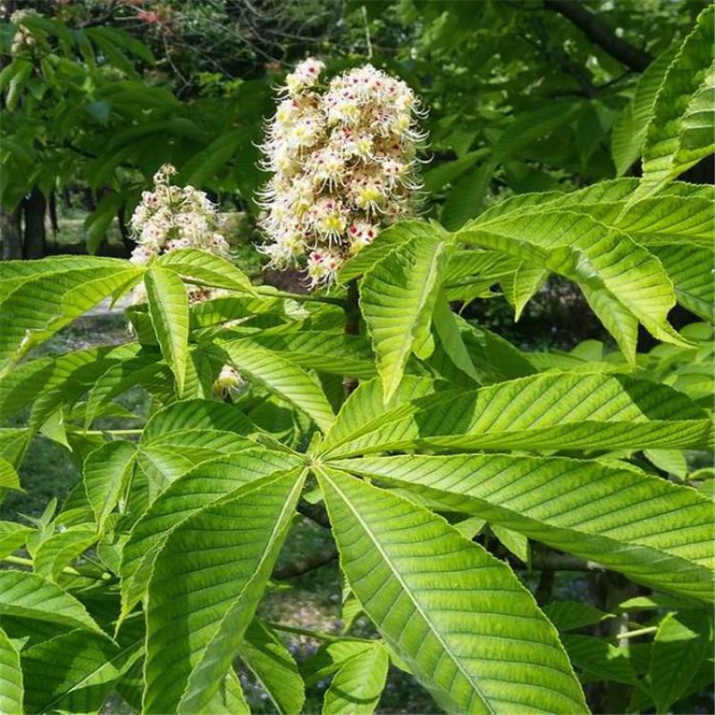 七叶树种子新采七叶树种子七叶树种子梭椤树种子园林乔木