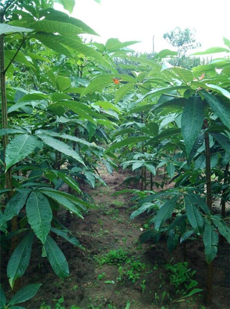 七叶树种子新采七叶树种子七叶树种子梭椤树种子园林乔木