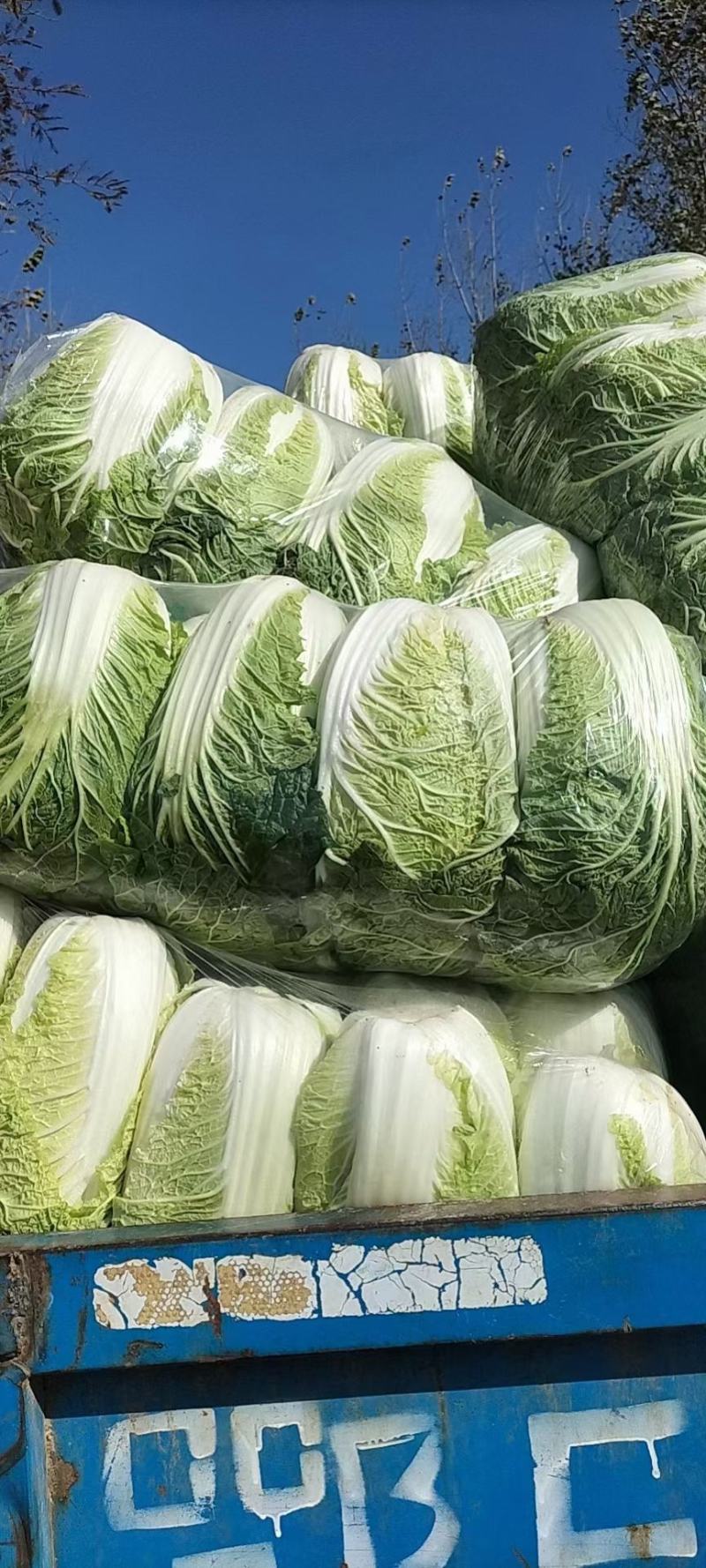 精品矮颗黄心大白菜白菜黄心白菜大量上市中欢迎采