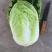 精品矮颗黄心大白菜白菜黄心白菜大量上市中欢迎采