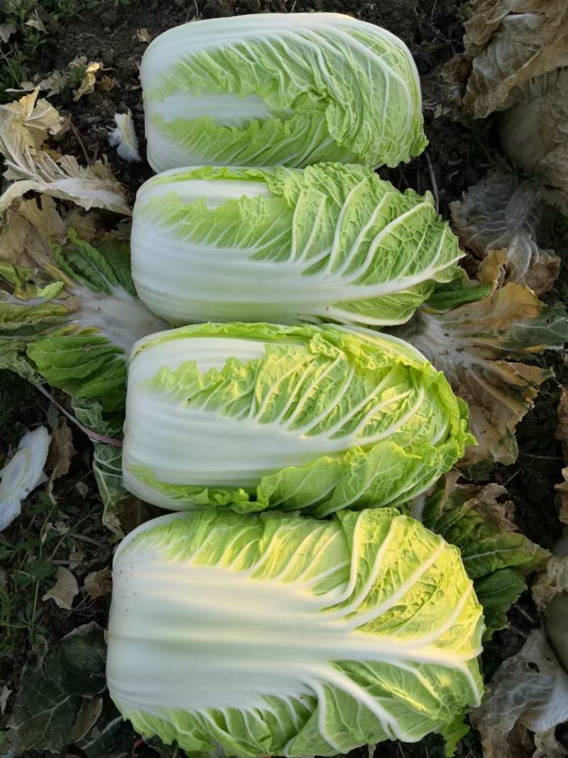 精品矮颗黄心大白菜白菜黄心白菜大量上市中欢迎采