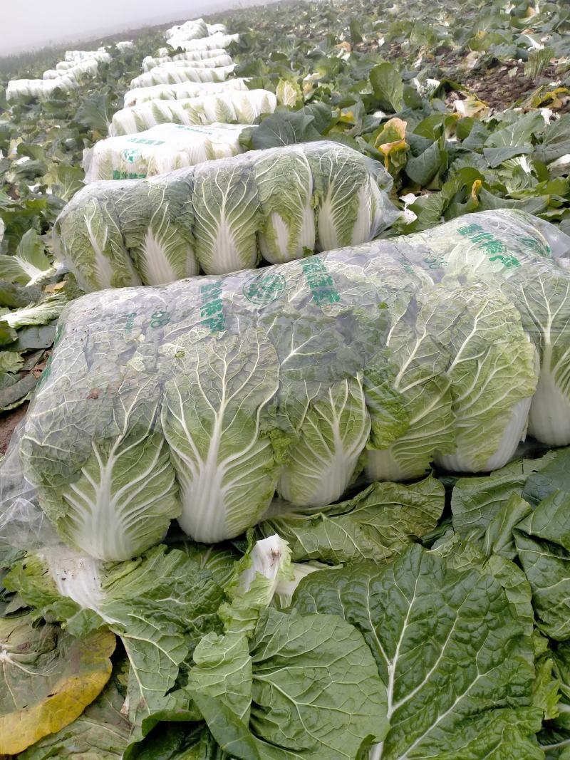 精品矮颗黄心大白菜白菜黄心白菜大量上市中欢迎采