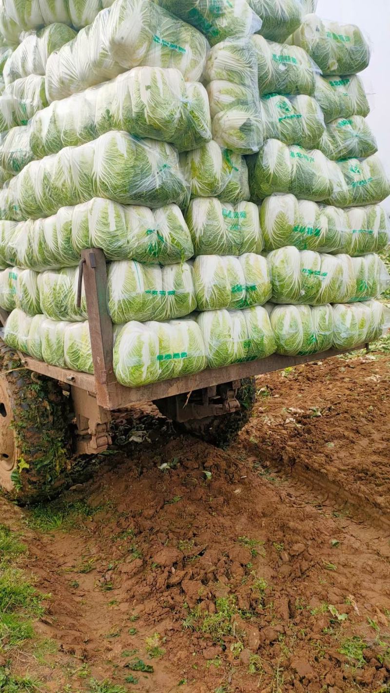 精品矮颗黄心大白菜白菜黄心白菜大量上市中欢迎采