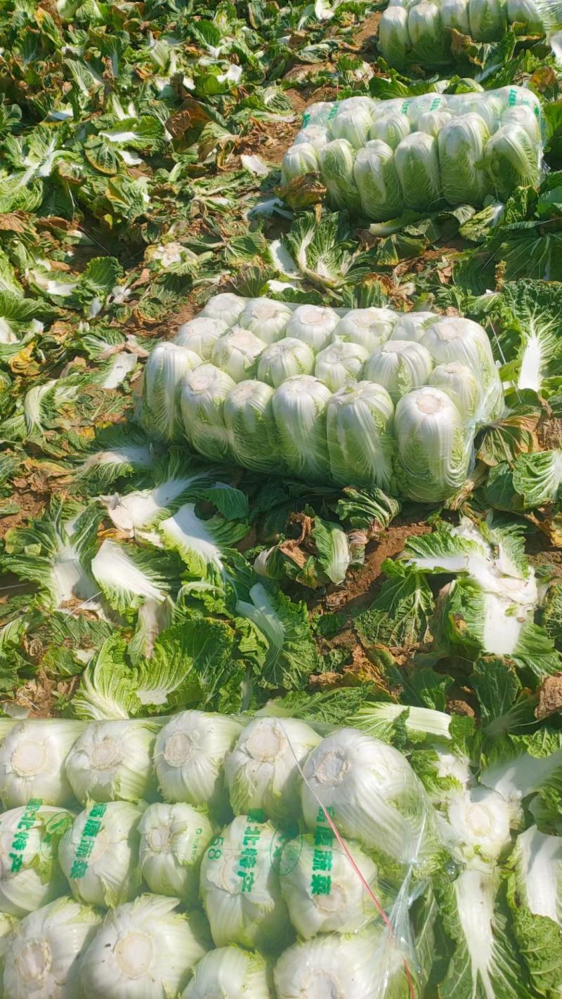 精品矮颗黄心大白菜白菜黄心白菜大量上市中欢迎采