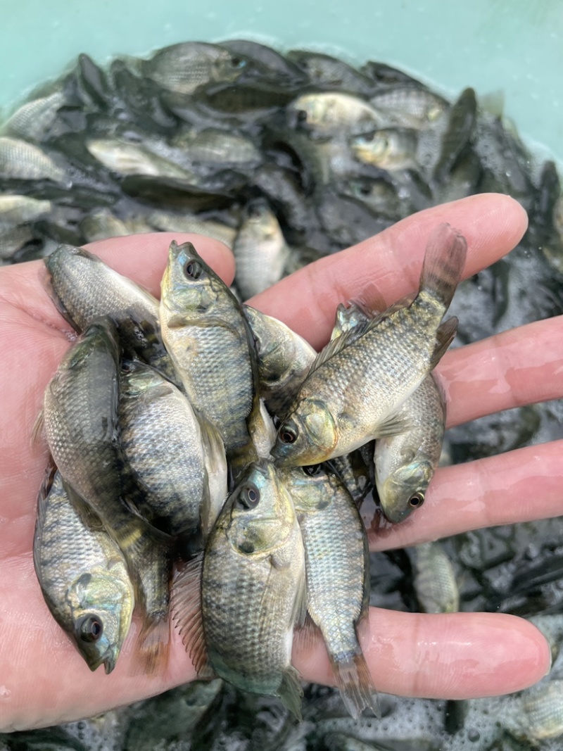 罗非鱼苗，快大良种优质苗，周期短，适应能力强，耐运输