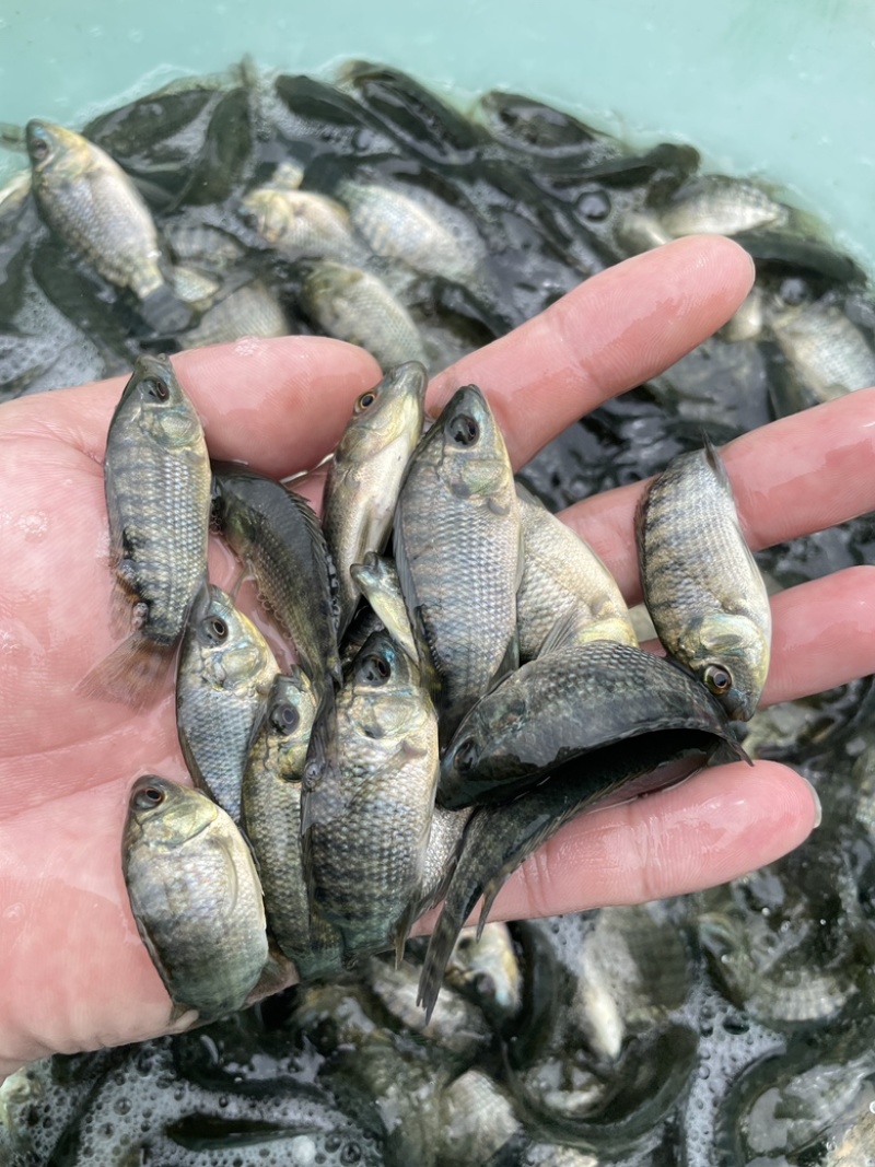 罗非鱼苗，快大良种优质苗，周期短，适应能力强，耐运输